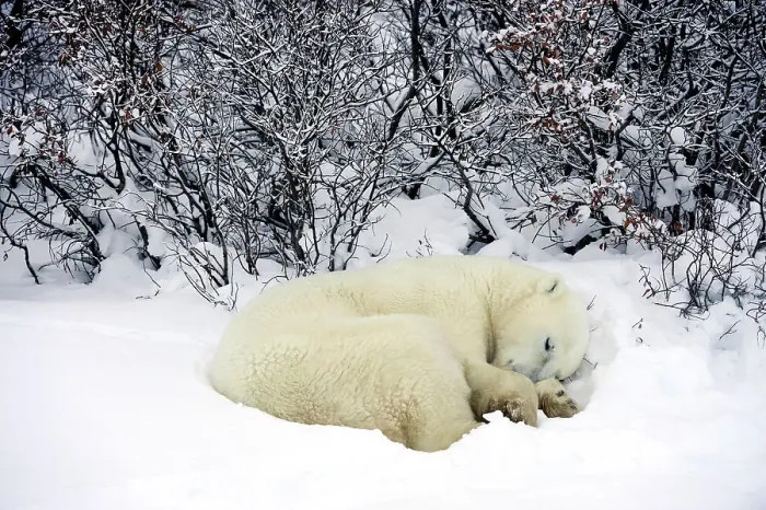 Framed Print : Polar bear (Ursus maritimus) Resting in snow along Hudson Bay coastline, Churchill, Manitoba, Canada Framed Print : Polar bear (Ursus maritimus) Resting in snow along Hudson Bay coastline, Churchill, Manitoba, Canada