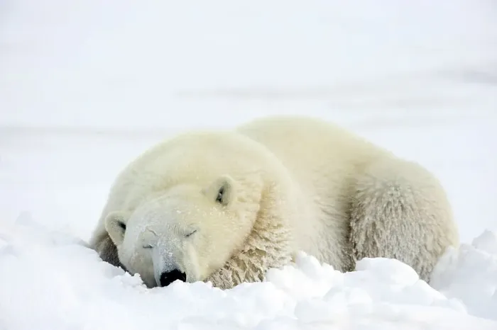 Framed Print : Polar bear (Ursus maritimus) Resting in snow along Hudson Bay coastline, Churchill, Manitoba, Canada Framed Print : Polar bear (Ursus maritimus) Resting in snow along Hudson Bay coastline, Churchill, Manitoba, Canada