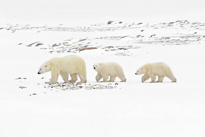 Framed Print : Polar bear (Ursus maritimus) sow and two cubs walking on the frozen tundra along the Hudson Bay coastline Churchill, Manitoba, Canada Framed Print : Polar bear (Ursus maritimus) sow and two cubs walking on the frozen tundra along the Hudson Bay coastline Churchill, Manitoba, Canada