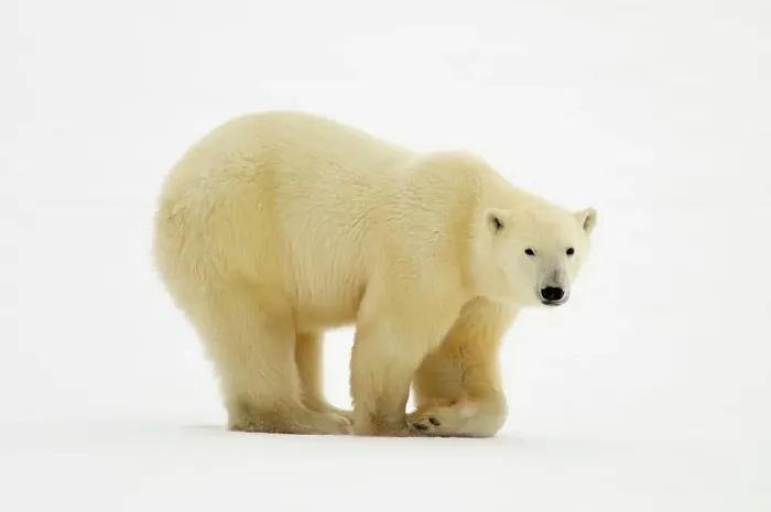 Framed Print : Polar bear (Ursus maritimus) walking along Hudson Bay coastline, Churchill, Manitoba, Canada