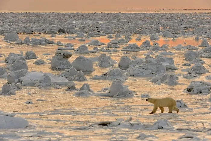 Framed Print : Polar bear (Ursus maritimus) walking on newly forming Hudson Bay ice, Seal River Heritage Lodge, Churchill, Manitoba, Canada Framed Print : Polar bear (Ursus maritimus) walking on newly forming Hudson Bay ice, Seal River Heritage Lodge, Churchill, Manitoba, Canada