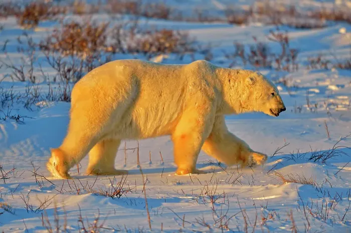 Framed Print : Polar bear (Ursus maritimus), Wapusk NP, Cape Churchill, Manitoba, Canada Framed Print : Polar bear (Ursus maritimus), Wapusk NP, Cape Churchill, Manitoba, Canada