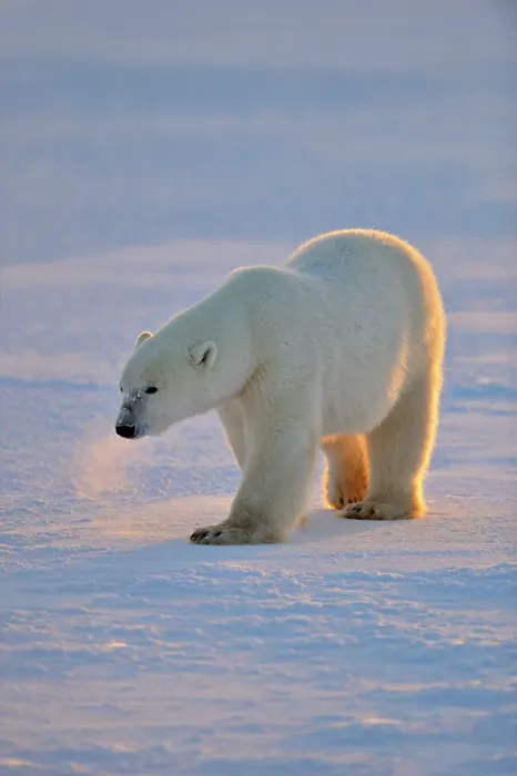 Framed Print : Polar bear (Ursus maritimus), Wapusk NP, Cape Churchill, Manitoba, Canada Framed Print : Polar bear (Ursus maritimus), Wapusk NP, Cape Churchill, Manitoba, Canada