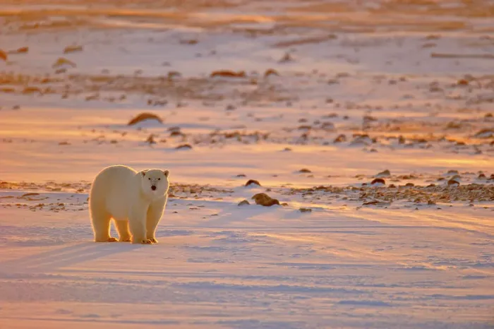 Framed Print : Polar bear (Ursus maritimus), Wapusk NP, Cape Churchill, Manitoba, Canada Framed Print : Polar bear (Ursus maritimus), Wapusk NP, Cape Churchill, Manitoba, Canada