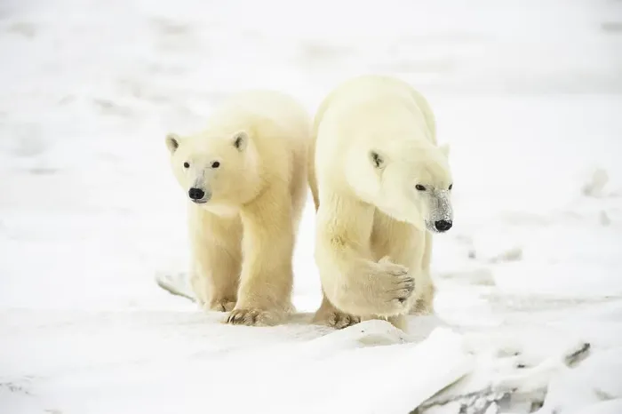 Framed Print : Polar Bear (Ursus maritimus) Yearling cubs with mother close by, Wapusk NP, Cape Churchill, Manitoba, Canada Framed Print : Polar Bear (Ursus maritimus) Yearling cubs with mother close by, Wapusk NP, Cape Churchill, Manitoba, Canada