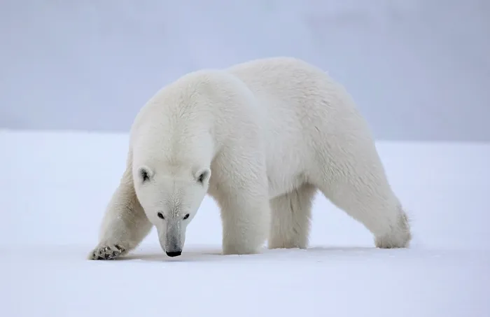 Framed Print : Polar bear walking in snow, Spitsbergen, Svalbard, Arctic, Norway