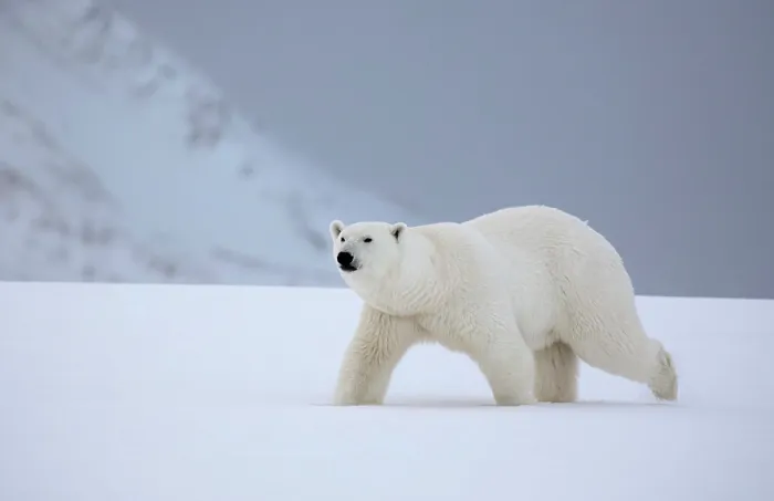 Framed Print : Polar bear walking in snow, Spitsbergen, Svalbard, Arctic, Norway