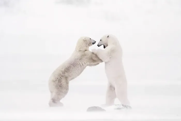 Framed Print : Polar bears sparring in a snowstorm in Churchill, Manitoba, Canada