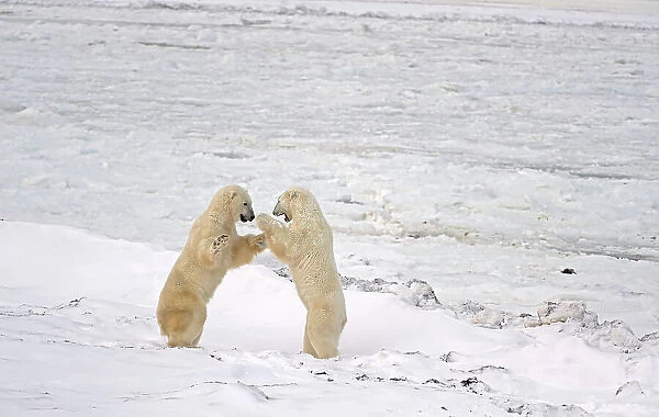 Polar bears sparring (Ursus maritimus) on frozen tundra along the Hudson Bay Coast Churchill, Manitoba, Canada