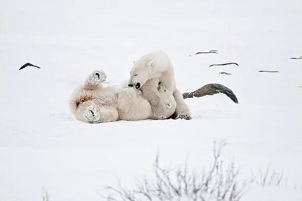 Polar bears sparring Ursus maritimus on frozen tundra Churchill, Manitoba, Canada