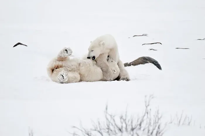 Framed Print : Polar bears sparring Ursus maritimus on frozen tundra Churchill, Manitoba, Canada Framed Print : Polar bears sparring Ursus maritimus on frozen tundra Churchill, Manitoba, Canada