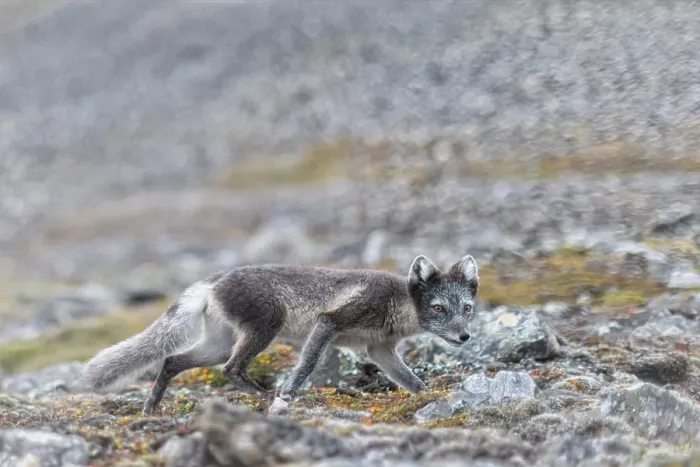 Framed Print : Polar fox, vulpes lagopus, in Spitsbergen, Svalbard, Norway Framed Print : Polar fox, vulpes lagopus, in Spitsbergen, Svalbard, Norway