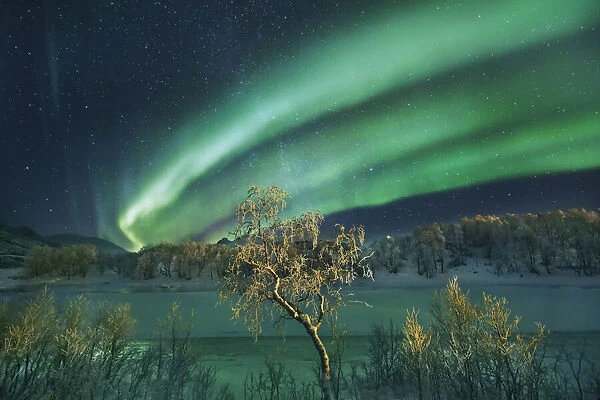 Polar light (Aurora Borealis) and birch on Senja - Norway, Troms, Senja, Stoennesbotn