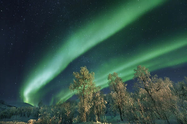Polar light (Aurora Borealis) and birches on Senja - Norway, Troms, Senja, Stoennesbotn