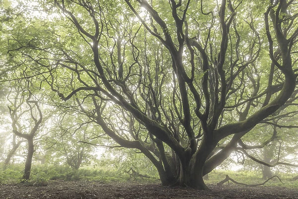 Pollarded tree in a foggy woodland, Cornwall, England. Summer (July) 2020