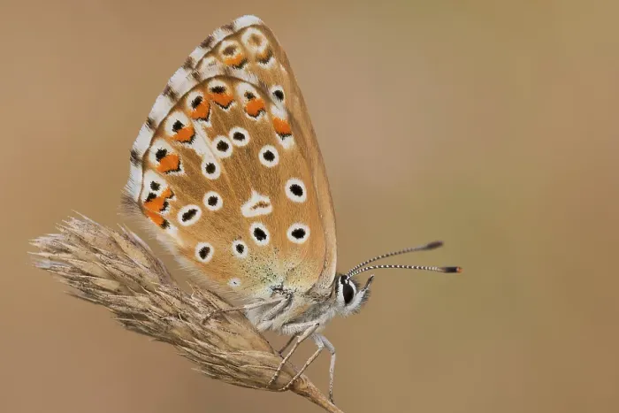 Framed Print : Polyommatus bellargus, Piedmont, Italy Framed Print : Polyommatus bellargus, Piedmont, Italy