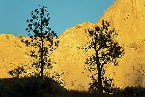 Ponderosa pine (Pinus ponderosa) trees and canyon wall at sunrise. Thompson Valley, Kamloops, British Columbia, Canada