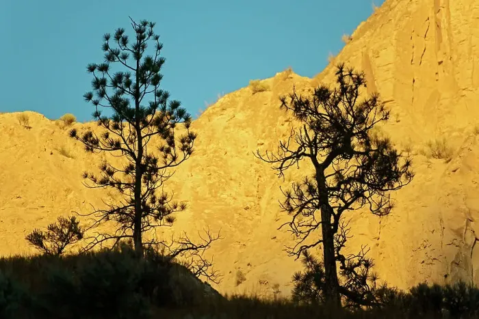 Framed Print : Ponderosa pine (Pinus ponderosa) trees and canyon wall at sunrise. Thompson Valley, Kamloops, British Columbia, Canada Framed Print : Ponderosa pine (Pinus ponderosa) trees and canyon wall at sunrise. Thompson Valley, Kamloops, British Columbia, Canada