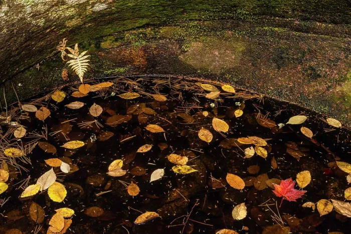 Framed Print : A pool with floating autumn leaves, Waterville Valley, New Hampshire, USA Framed Print : A pool with floating autumn leaves, Waterville Valley, New Hampshire, USA
