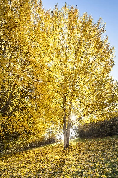 Poplar grove in autumn on the slope near Engenhahn in the Taunus, Niedernhausen, Hesse