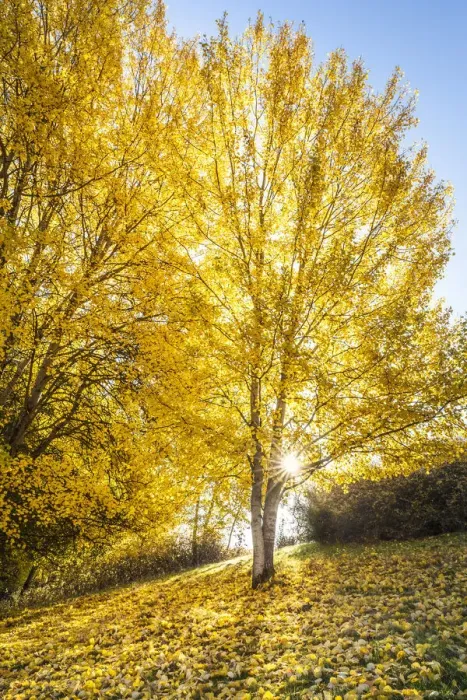 Framed Print : Poplar grove in autumn on the slope near Engenhahn in the Taunus, Niedernhausen, Hesse Framed Print : Poplar grove in autumn on the slope near Engenhahn in the Taunus, Niedernhausen, Hesse