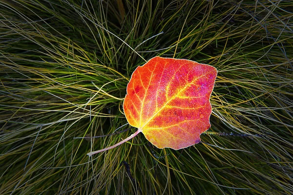 Poplar Leaf in Autumn, New Zealand