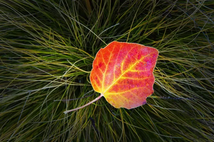 Framed Print : Poplar Leaf in Autumn, New Zealand Framed Print : Poplar Leaf in Autumn, New Zealand