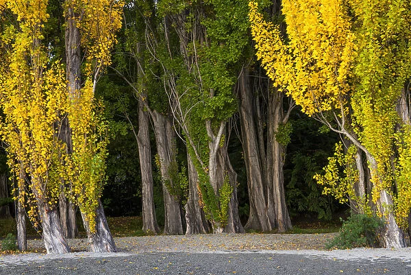 Poplar Trees in Autumn, Lake Wanaka, New Zealand