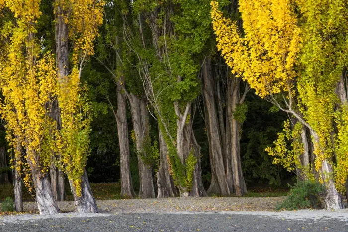 Framed Print : Poplar Trees in Autumn, Lake Wanaka, New Zealand Framed Print : Poplar Trees in Autumn, Lake Wanaka, New Zealand