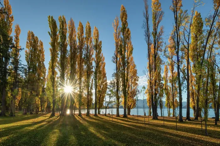 Framed Print : Poplar Trees in Autumn, Wanaka, South Island, New Zealand Framed Print : Poplar Trees in Autumn, Wanaka, South Island, New Zealand