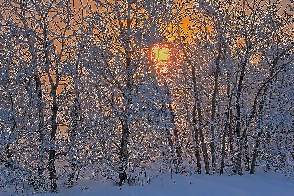 Poplar trees covered in hoarfrost at sunrise Dugald, Manitoba, Canada