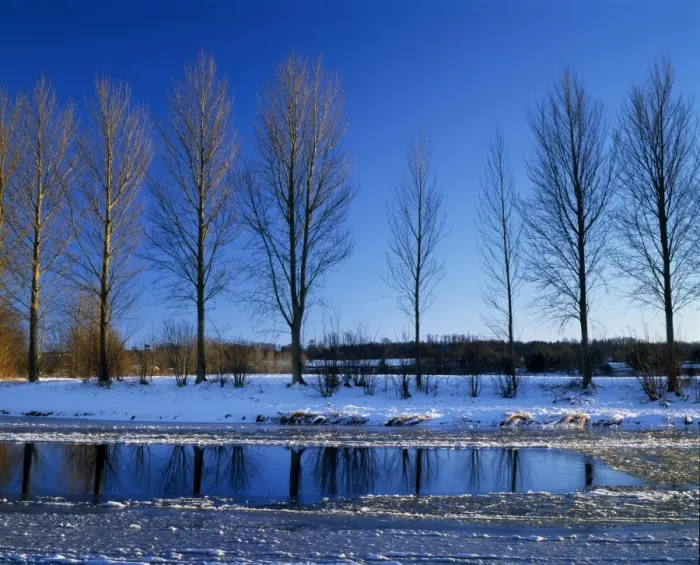 Framed Print : Poplar trees on The River Teviot Framed Print : Poplar trees on The River Teviot