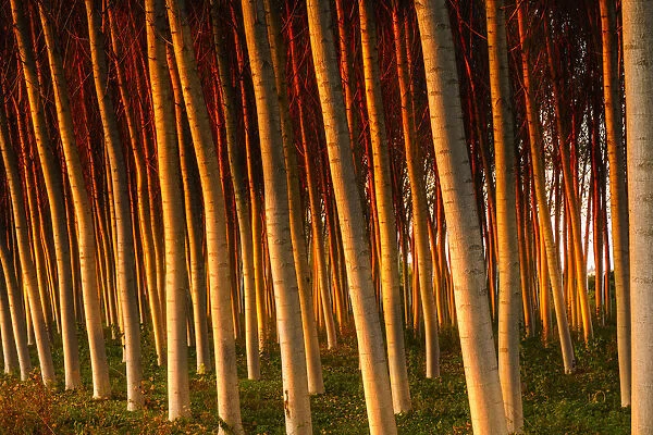 Poplars with the light of sunset. Legnago, Verona, Veneto, Italy