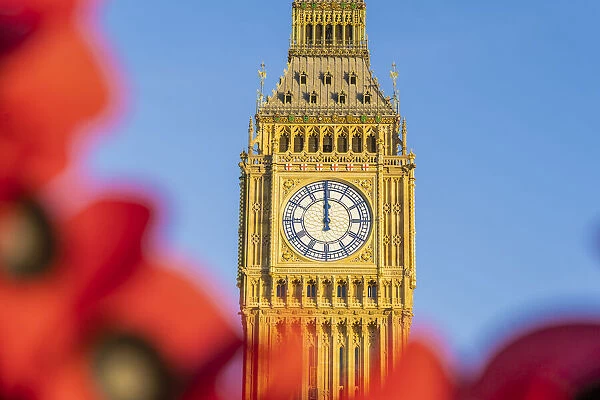 Poppies and Big Ben, also known as Elizabeth Tower. Part of the Houses of Parliament and a Unesco World Heritage site, London, England, UK