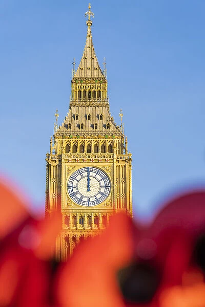 Poppies and Big Ben, also known as Elizabeth Tower. Part of the Houses of Parliament and a Unesco World Heritage site, London, England, UK
