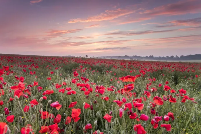 Framed Print : Poppies, The Cotswolds, England, UK Framed Print : Poppies, The Cotswolds, England, UK
