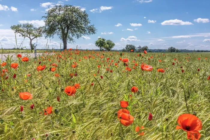 Framed Print : Poppies at the edge of a field near Creglingen on the Romantic Road, Romantische Strasse, Taubertal, Baden-Wurttemberg, Germany
