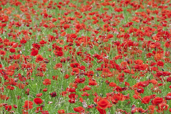 Poppies in a field in rural Provence France