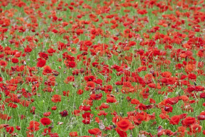 Framed Print : Poppies in a field in rural Provence France