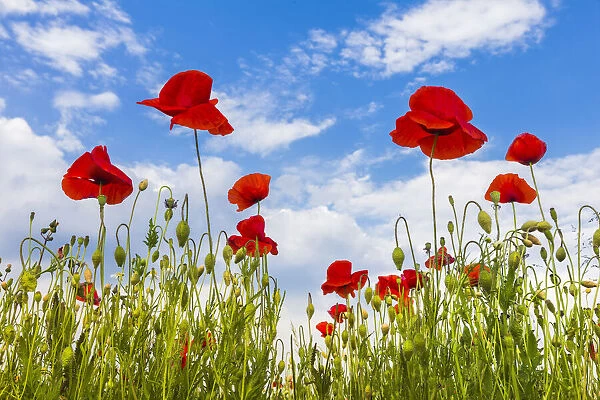 Poppies flowering on meadows, Lazzago, Brianza, Como province, Lombardy, Italy