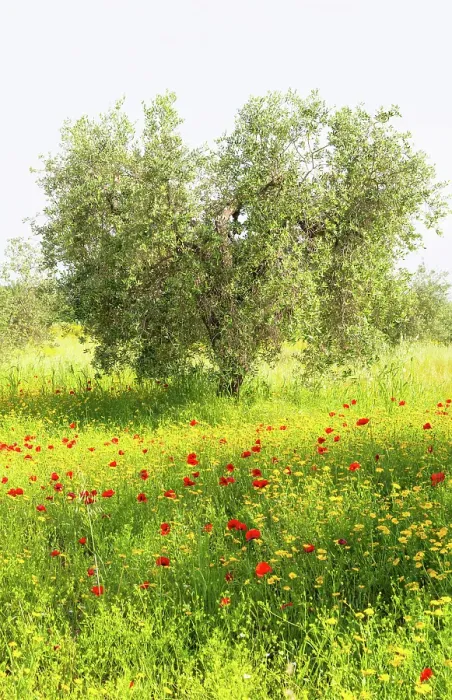Framed Print : Poppies and olive trees, Tuscany, Italy