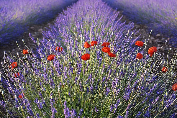 Poppies (Papaver) and Lavender field (Lavendula augustifolia), Valensole, Plateau de Valensole, Alpes-de-Haute-Provence, Provence-Alpes-Cote d Azur, Provence, France