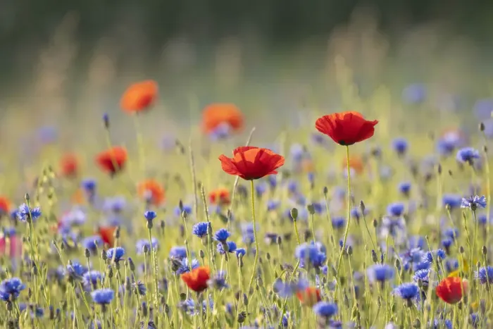 Framed Print : Poppies (Papaver rhoeas) in wildflower meadow surrounded by Cornflower (Centaurea cyanus) Framed Print : Poppies (Papaver rhoeas) in wildflower meadow surrounded by Cornflower (Centaurea cyanus)