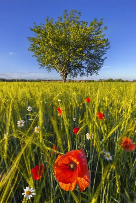 Framed Print : Poppies at sunset in the fields, Dairago, Milan, Lombardy, Italy, Southern Europe Framed Print : Poppies at sunset in the fields, Dairago, Milan, Lombardy, Italy, Southern Europe
