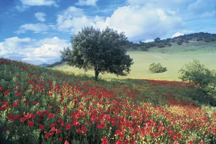 Framed Print : Poppies and Tree Framed Print : Poppies and Tree