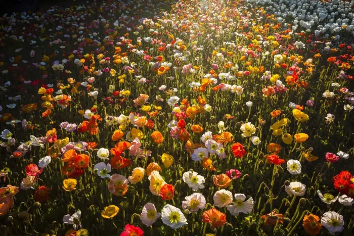 Framed Print : Poppy display at the Floriade Spring festival, Australian Capital Territory, Australia