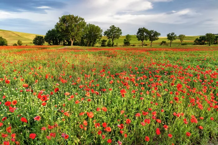 Framed Print : Poppy field bathed in evening light, near San Quirico d'Orcia, Tuscany, Italy Framed Print : Poppy field bathed in evening light, near San Quirico d'Orcia, Tuscany, Italy