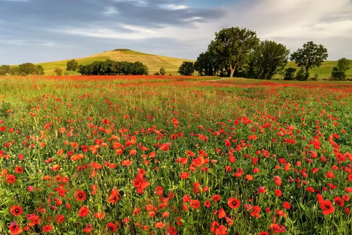 Framed Print : Poppy field bathed in evening light, near San Quirico d'Orcia, Tuscany, Italy Framed Print : Poppy field bathed in evening light, near San Quirico d'Orcia, Tuscany, Italy