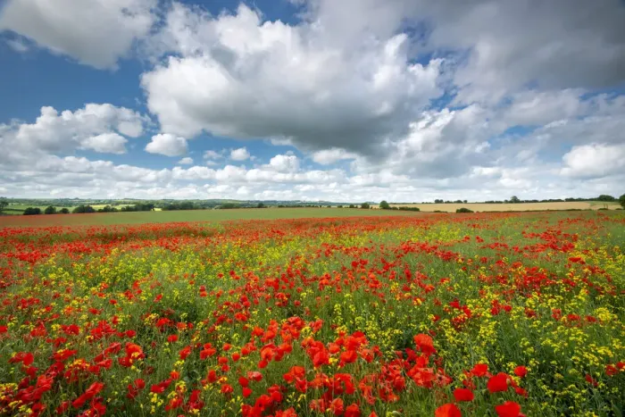 Framed Print : Poppy field in beautiful summer countryside, Dorset, England Framed Print : Poppy field in beautiful summer countryside, Dorset, England