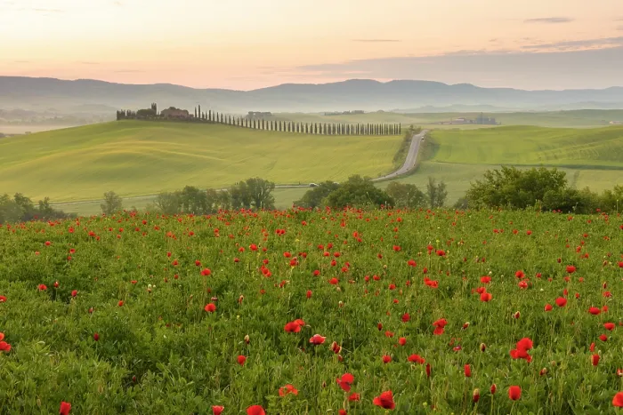 Framed Print : Poppy field with Poggio Covili and mist-filled Val d'Orcia at dawn, near San Quirico d'Orcia, Tuscany, Italy Framed Print : Poppy field with Poggio Covili and mist-filled Val d'Orcia at dawn, near San Quirico d'Orcia, Tuscany, Italy